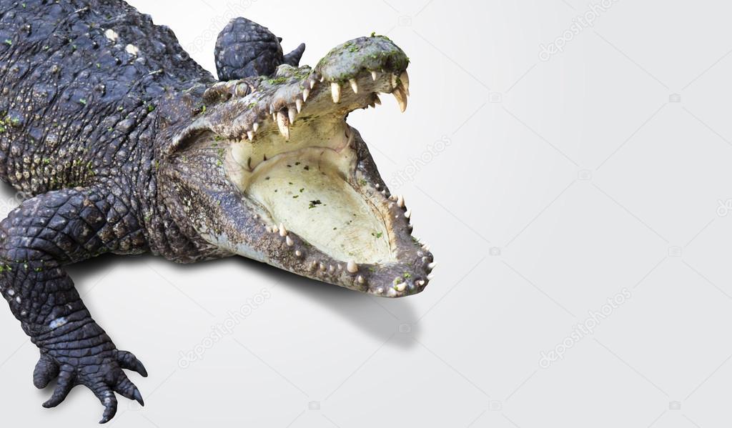 Dangerous alligator with open mouth