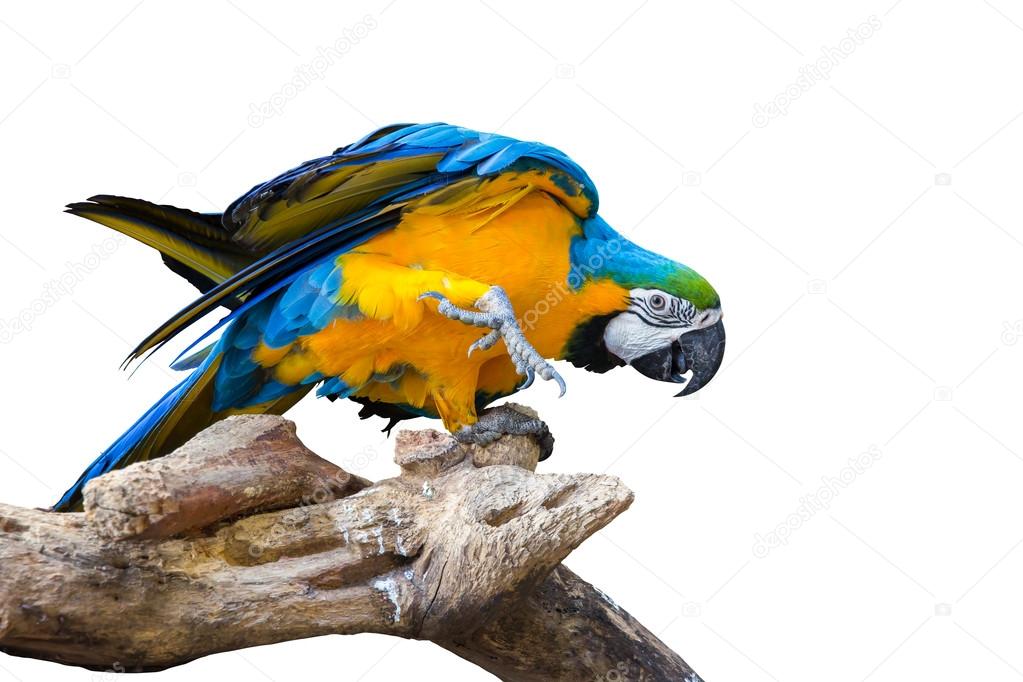 Macaw parrot isolated on white background