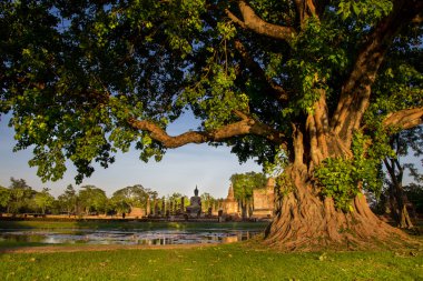 Braided roots of large banyan tree in Sukhothai Historical Park, Thailand clipart