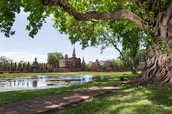 Raices trenzadas de un gran árbol de banyan en el Parque Histórico de Sukhothai, Tailandia —  Fotos de Stock