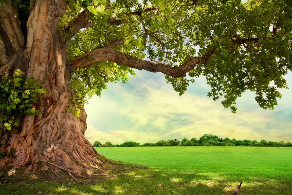 Árbol verde naturaleza paisaje — Foto de Stock