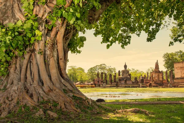 Pletená kořeny velkých banyan strom v sukhothai historický park, Thajsko — Stock fotografie