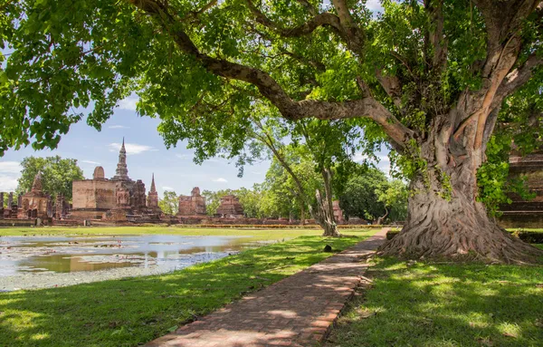 Raices trenzadas de un gran árbol de banyan en el Parque Histórico de Sukhothai, Tailandia —  Fotos de Stock