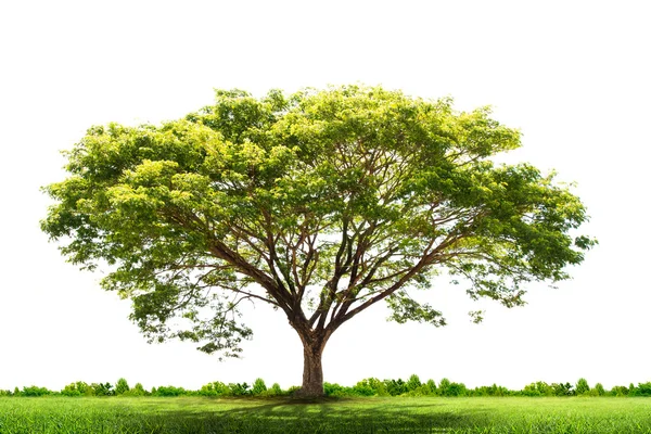 Green tree nature landscape — Stock Photo, Image