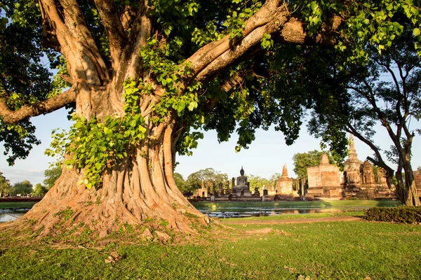 Plecione korzenie duże banyan drzewo historyczne parku w sukhothai, thailand — Zdjęcie stockowe