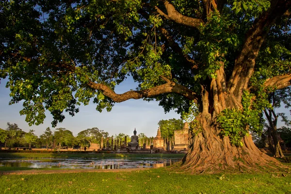 Raices trenzadas de un gran árbol de banyan en el Parque Histórico de Sukhothai, Tailandia —  Fotos de Stock