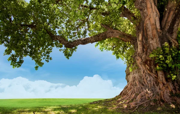 Zielone drzewo natura pejzaż Obrazek Stockowy