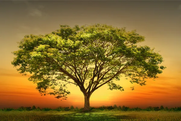 Árvore verde paisagem da natureza — Fotografia de Stock