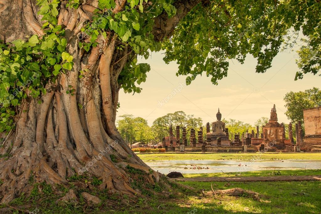 Braided roots of large banyan tree in Sukhothai Historical Park, Thailand Stock Photo by ©potowizard 47735023 Braided roots of large banyan tree in Sukhothai Historical Park, Thailand Stock Photo by ©potowizard 47735023