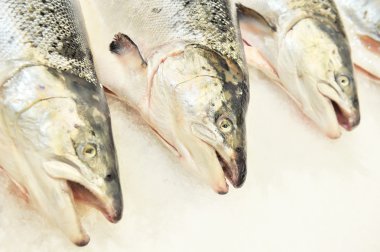 Pazarda taze balıklar