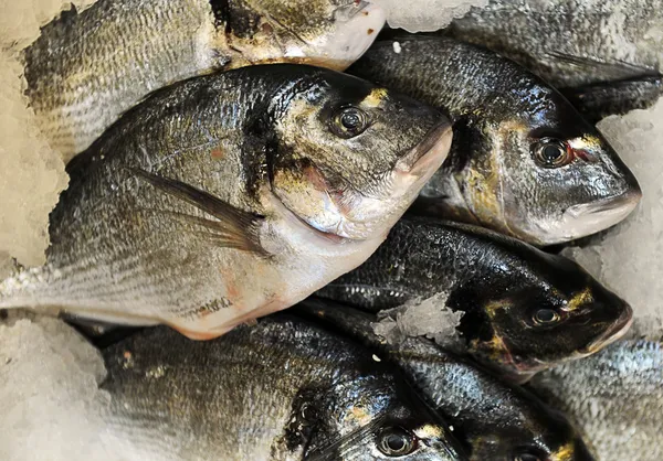 Brème (dorade) sur glace au stand de fruits de mer — Photo