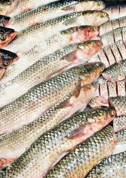 Färsk fisk på marknaden — Stockfoto