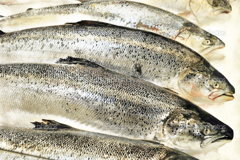 Fresh bright trout fish on ice background
