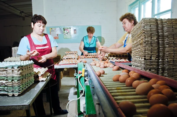 Fazenda de frango de ovo, linhas de embalagem — Fotografia de Stock
