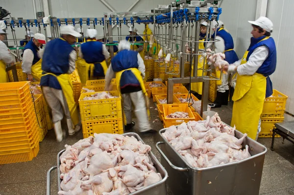 Poultry processing in food industry — Stock Photo, Image