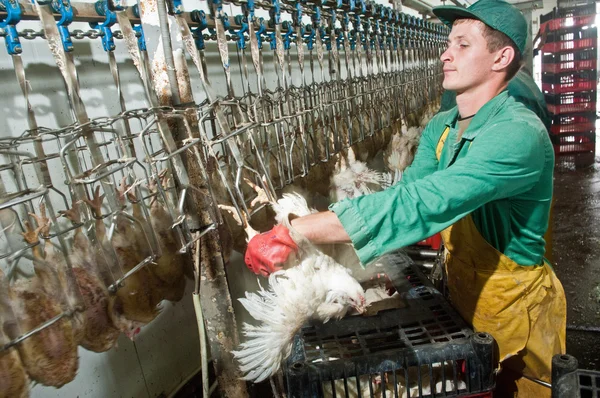 在食品工业中加工的家禽 — 图库照片
