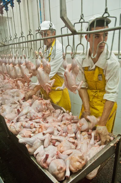 在食品工业中加工的家禽 — 图库照片
