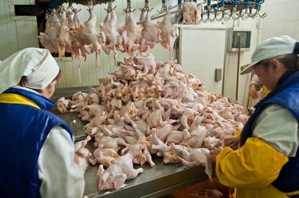 Fjäderfä bearbetning i livsmedelsindustrin — Stockfoto