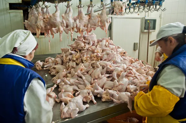 Poultry processing in food industry — Stock Photo, Image