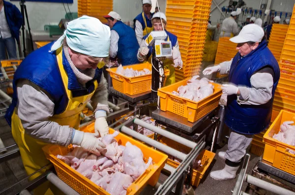 Poultry processing in food industry — Stock Photo, Image