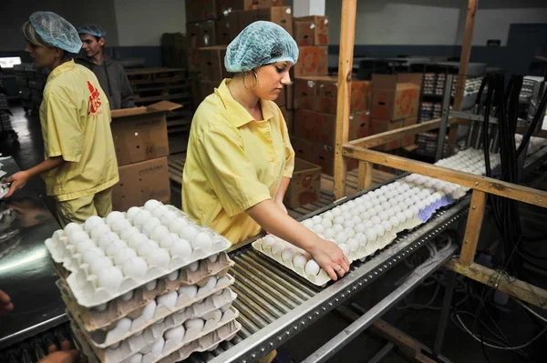 अंडी चिकन शेती, पॅकिंग ओळी — स्टॉक फोटो, इमेज