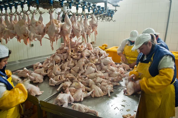 Geflügelverarbeitung in der Lebensmittelindustrie — Stockfoto