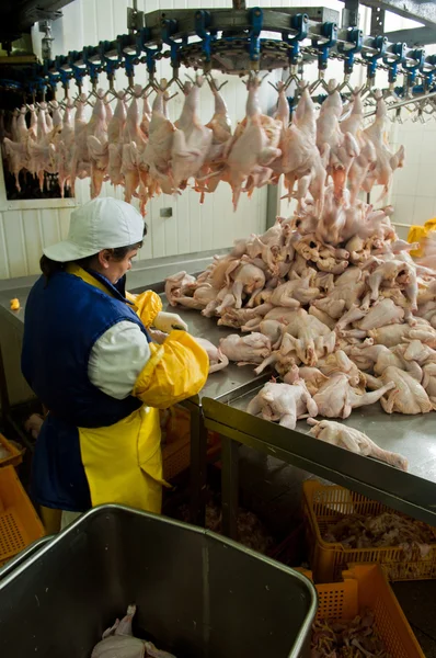 Lavorazione del pollame nell'industria alimentare — Foto Stock