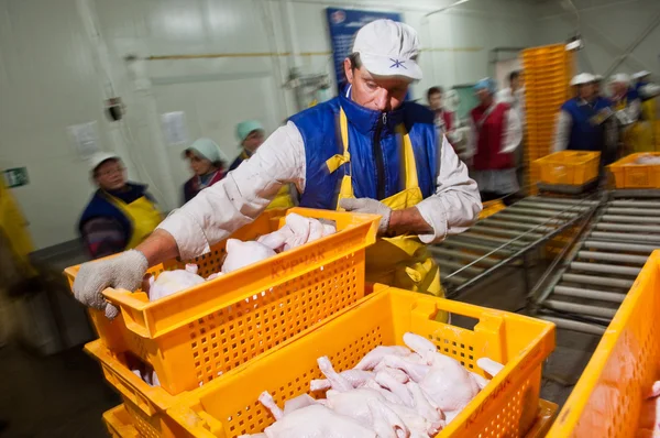 Fjäderfä bearbetning i livsmedelsindustrin — Stockfoto