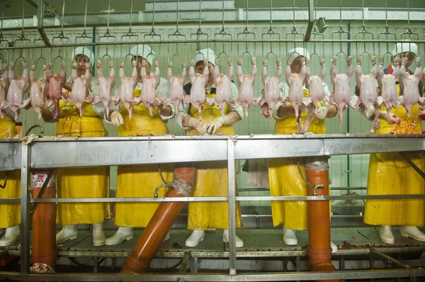 Lavorazione del pollame nell'industria alimentare — Foto Stock