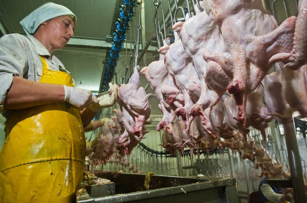 Lavorazione del pollame nell'industria alimentare — Foto Stock