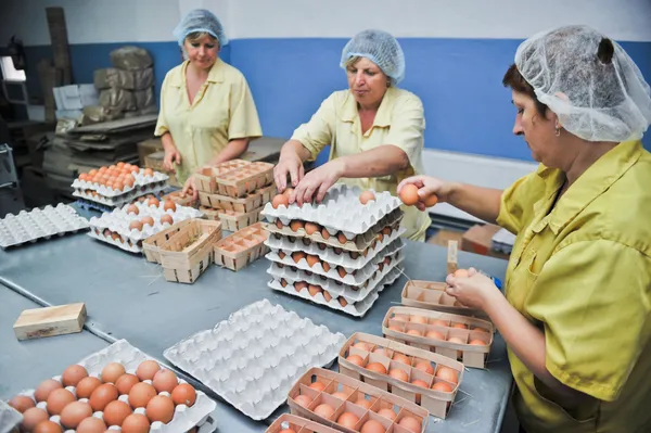 Huevo granja de pollo, líneas de embalaje —  Fotos de Stock
