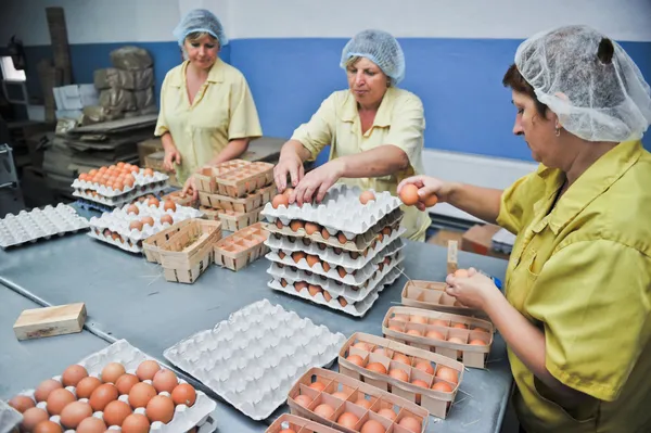 Fazenda de frango de ovo, linhas de embalagem — Fotografia de Stock