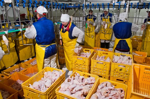 Lavorazione del pollame nell'industria alimentare — Foto Stock