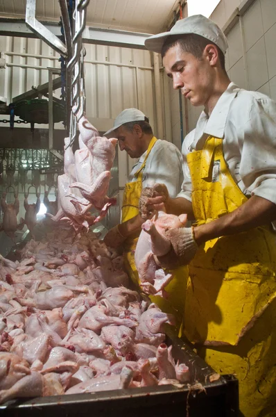 Poultry processing in food industry — Stock Photo, Image
