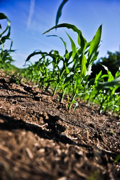 Young corn — Stock Photo, Image