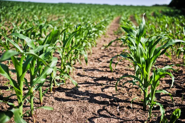 Young corn — Stock Photo, Image