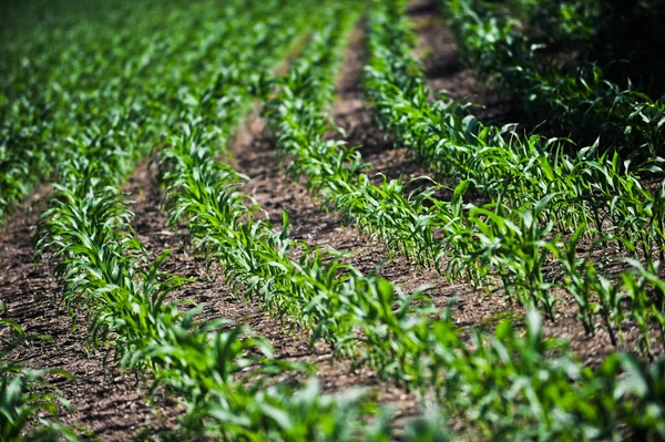 Young corn — Stock Photo, Image