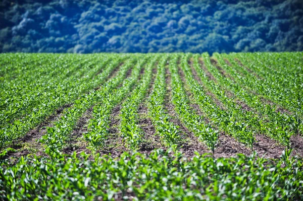 Young corn — Stock Photo, Image