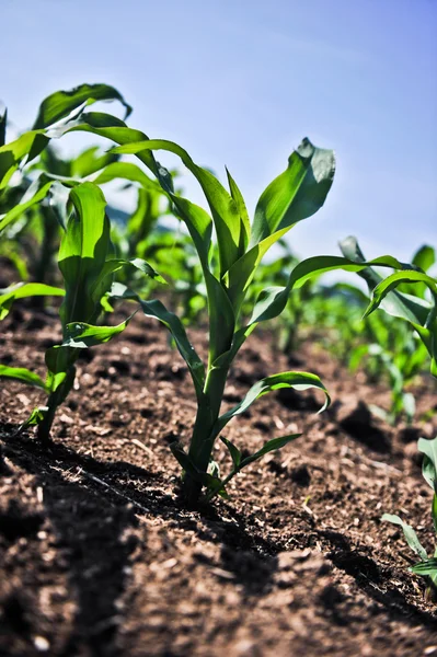 Young corn — Stock Photo, Image