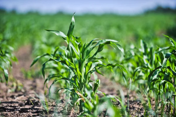 Young corn — Stock Photo, Image