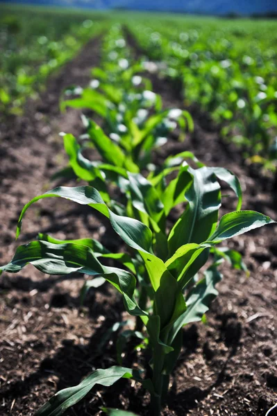 Young corn — Stock Photo, Image