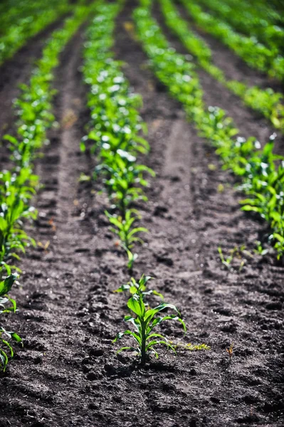 Young corn — Stock Photo, Image