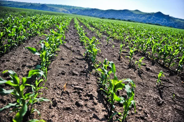 Young corn Stock Photo