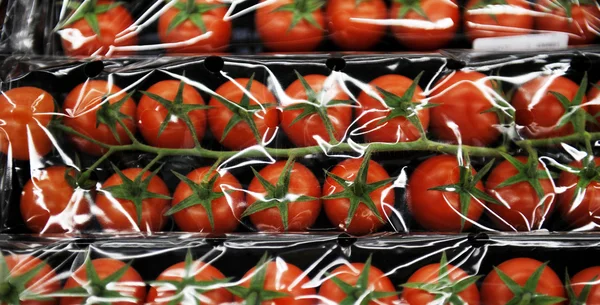 Los tomates en la rama — Foto de Stock