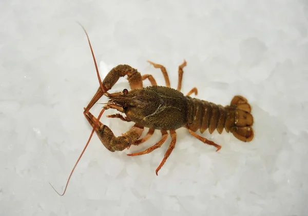 Crayfish on ice — Stock Photo, Image