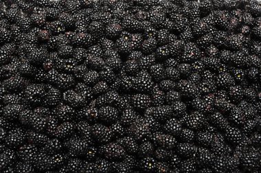 taze olgun böğürtlen