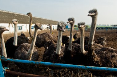 Devekuşu çiftliği