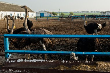 Devekuşu çiftliği