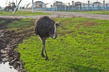 Devekuşu çiftliği