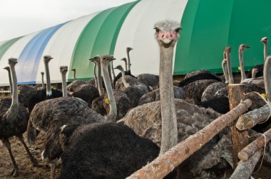 Devekuşu çiftliği